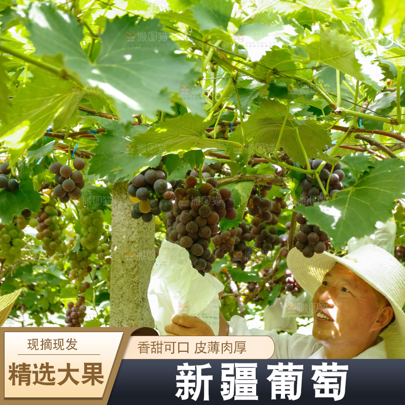 农民正在采摘葡萄