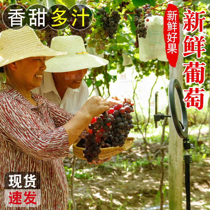 农民手里拿着大串葡萄
