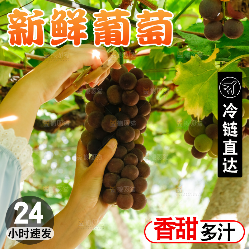 正在采摘紫葡萄