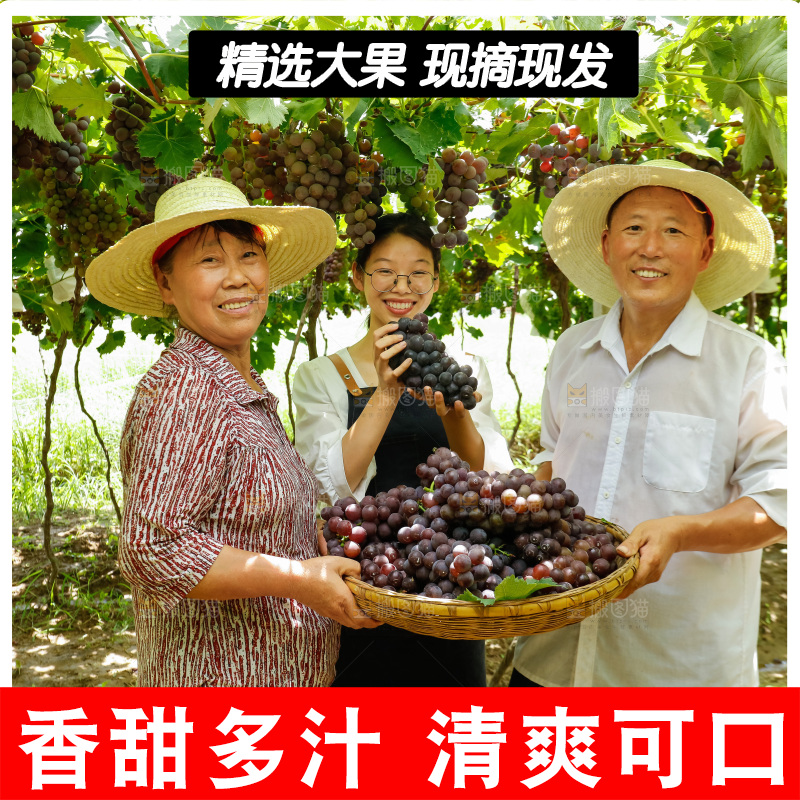农民拿着一篮巨峰葡萄