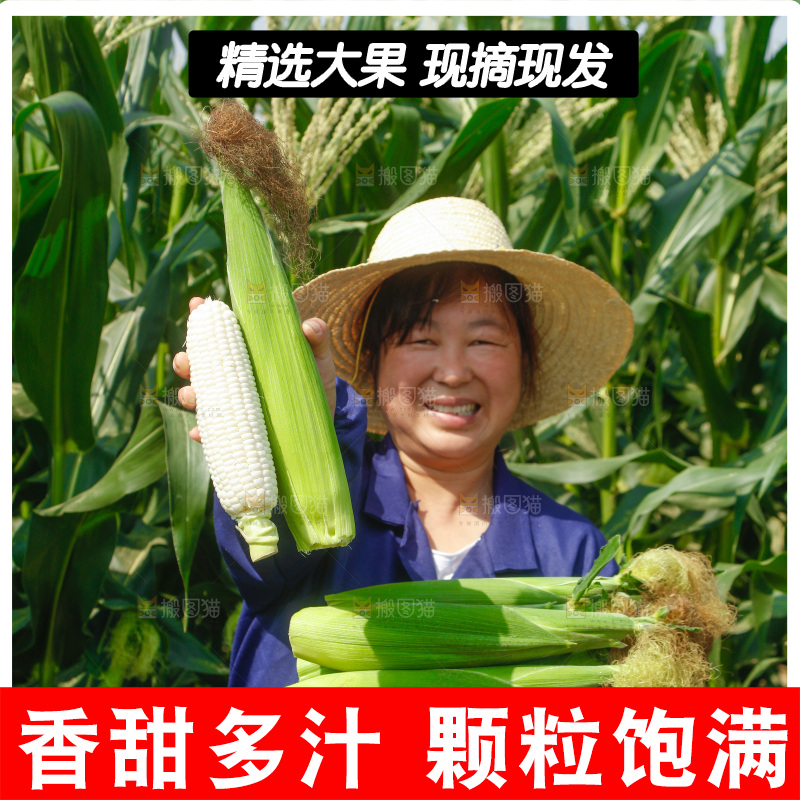 农民手里拿着牛奶玉米