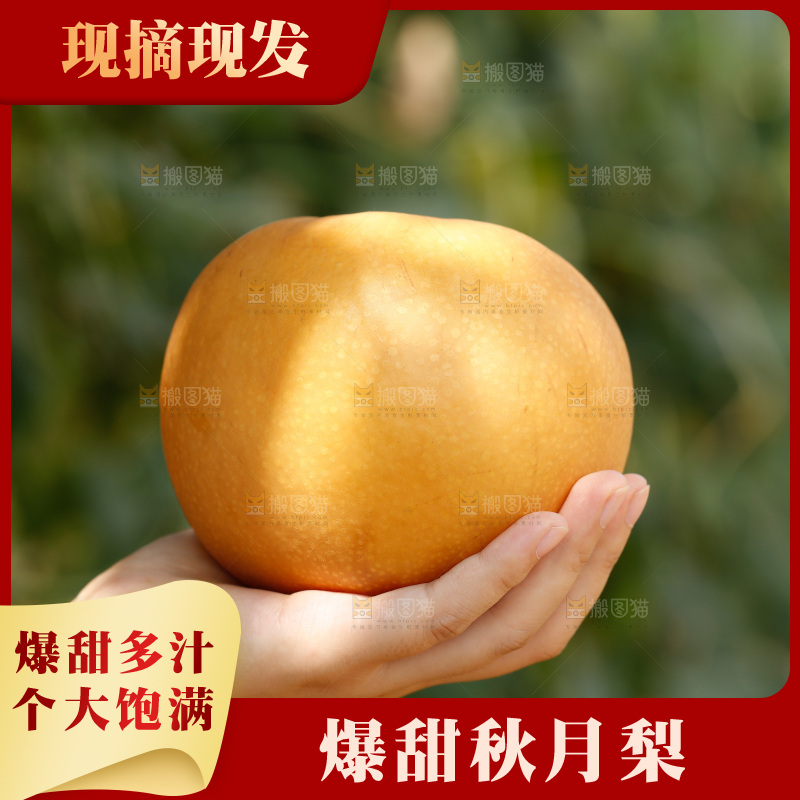 手里拿着莱阳秋月梨
