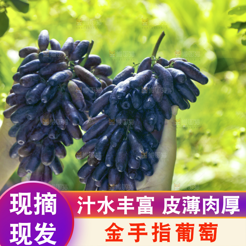 手里拿着美人指黑提