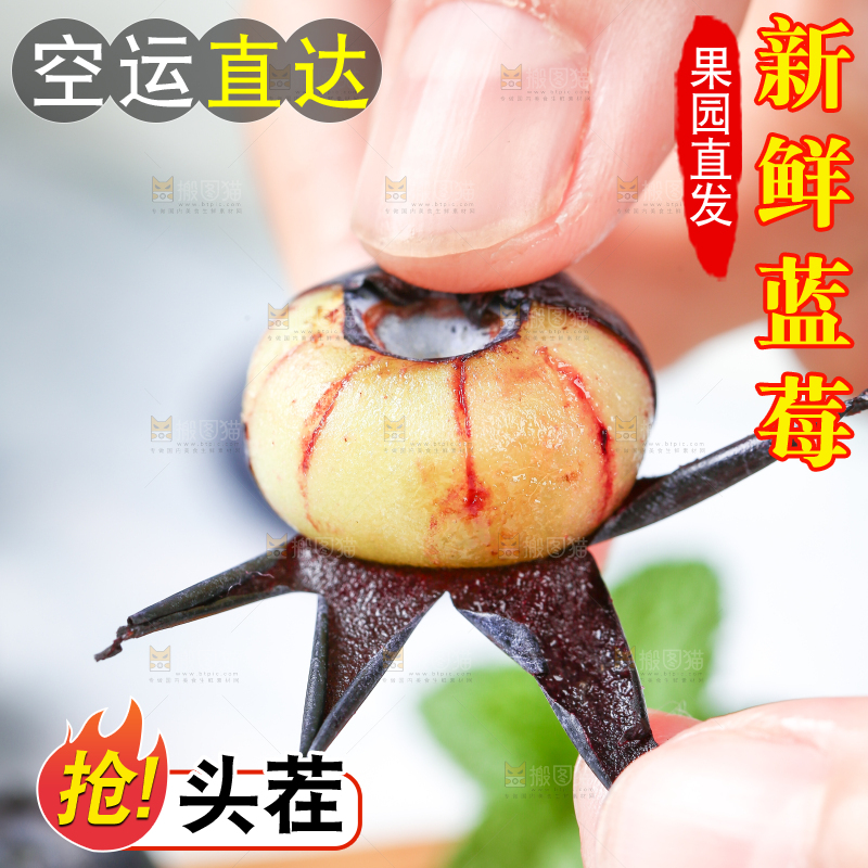手里拿着新鲜蓝莓