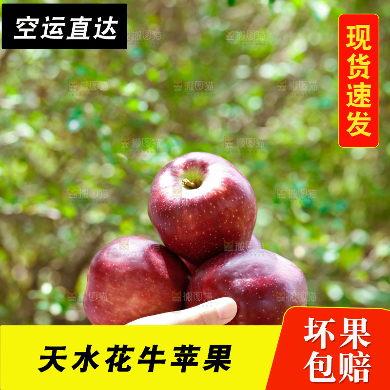 手里拿着天水花牛苹果