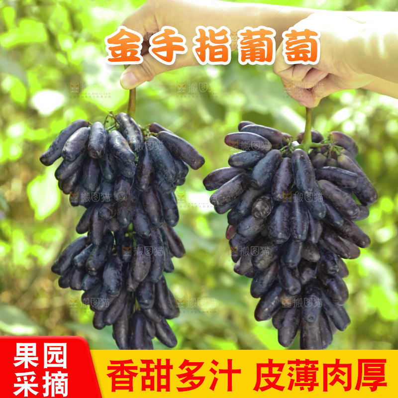 手里拿着蓝宝石葡萄