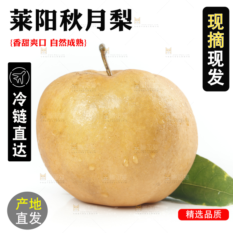 白底上摆放着的秋月梨
