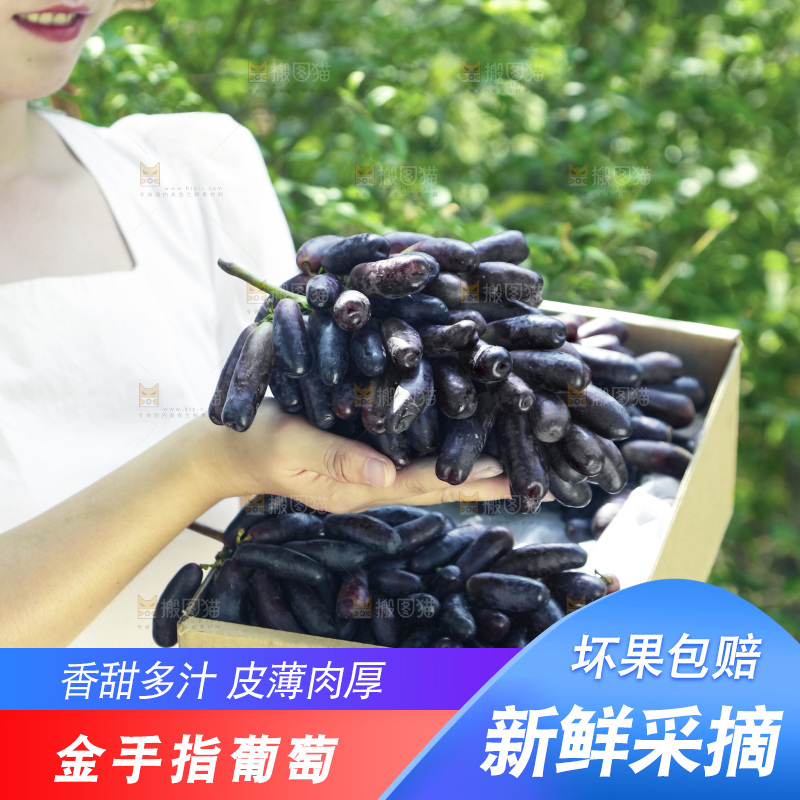 女孩拿着美人指黑提