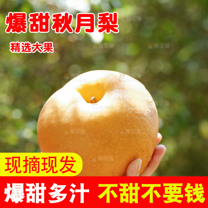 手里拿着莱阳秋月梨