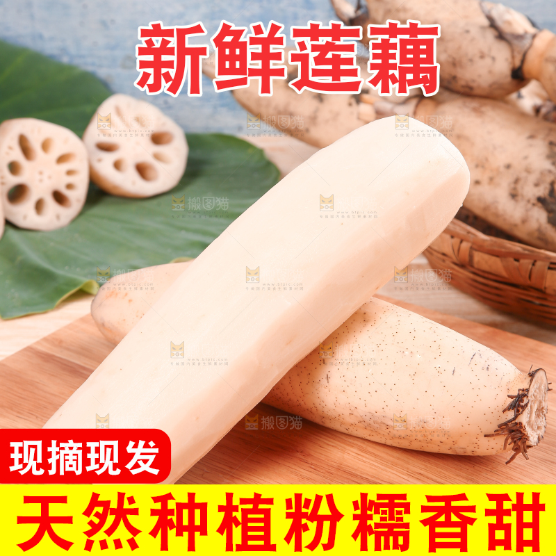 木底上的湖北洪湖粉藕