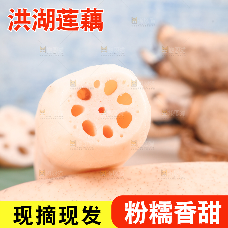 木底上的湖北洪湖粉藕