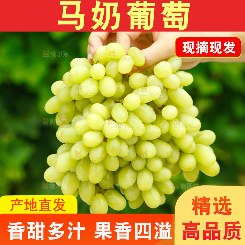 手里拿着马奶提子
