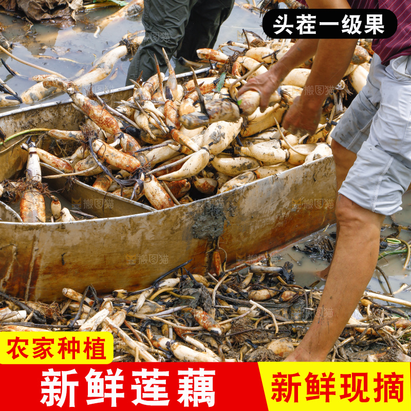 农民手里拿着莲藕