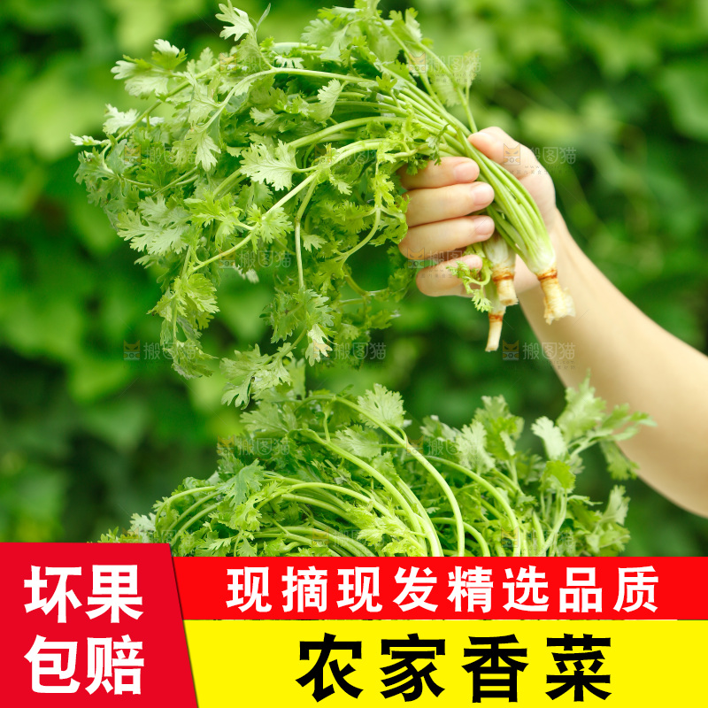 手里端着一盘小叶香菜