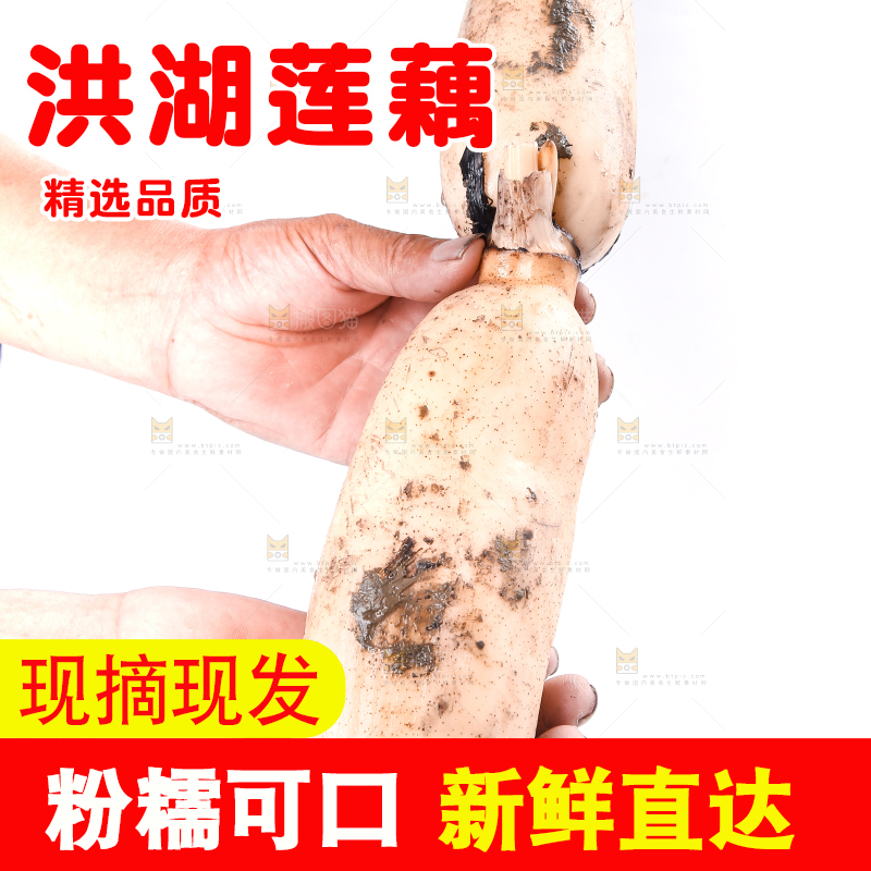 手里拿着湖北莲藕