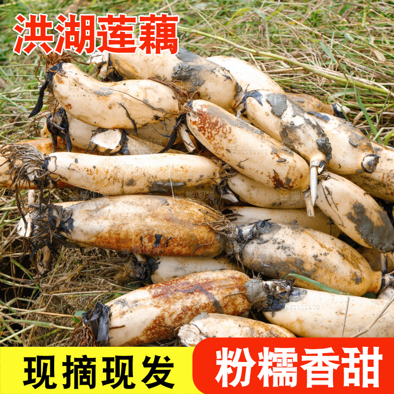 一堆新鲜莲藕
