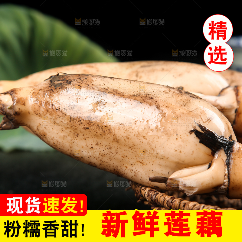 篮子里的洪湖莲藕