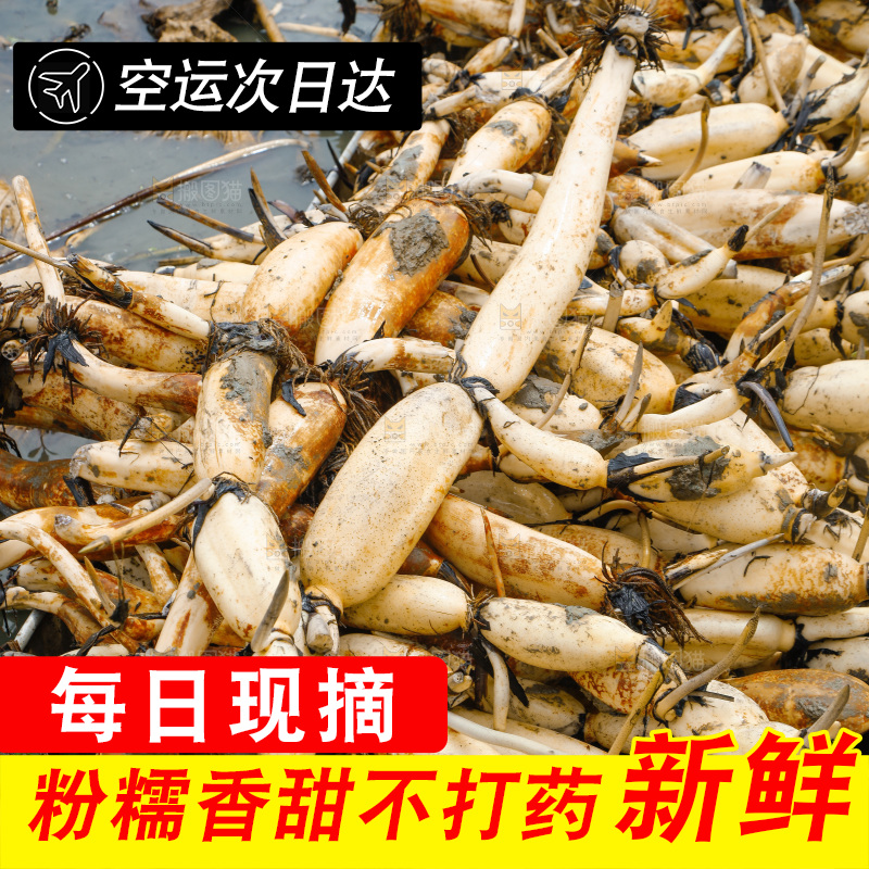 一堆新鲜莲藕