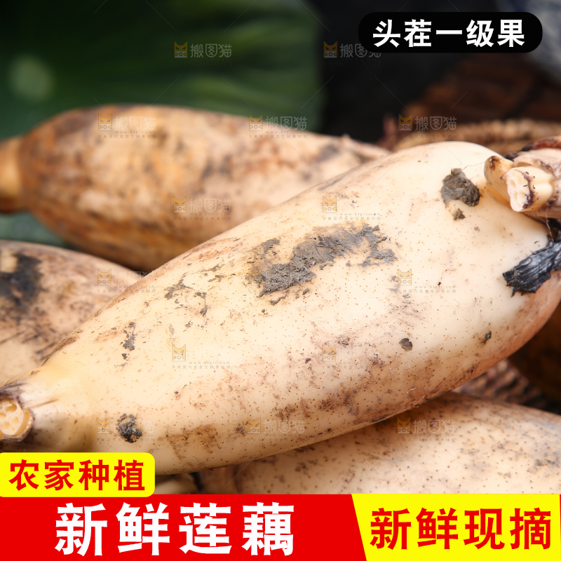 篮子里的洪湖莲藕