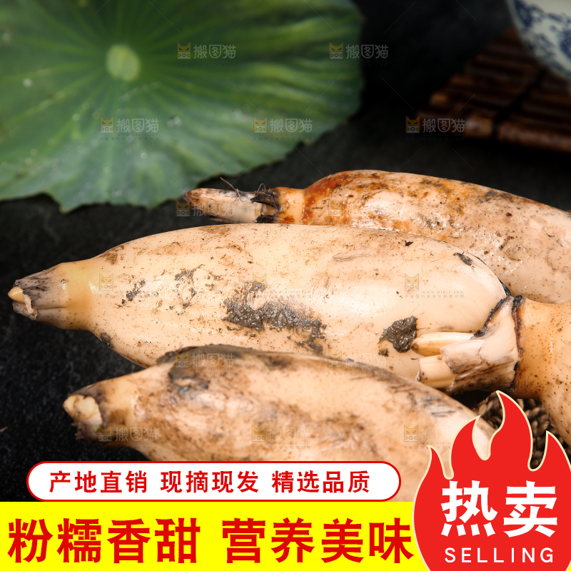 篮子里的洪湖莲藕