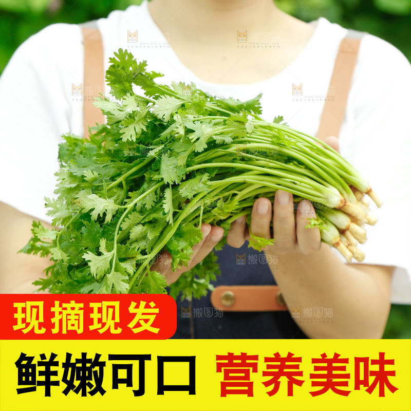 手里拿着香菜
