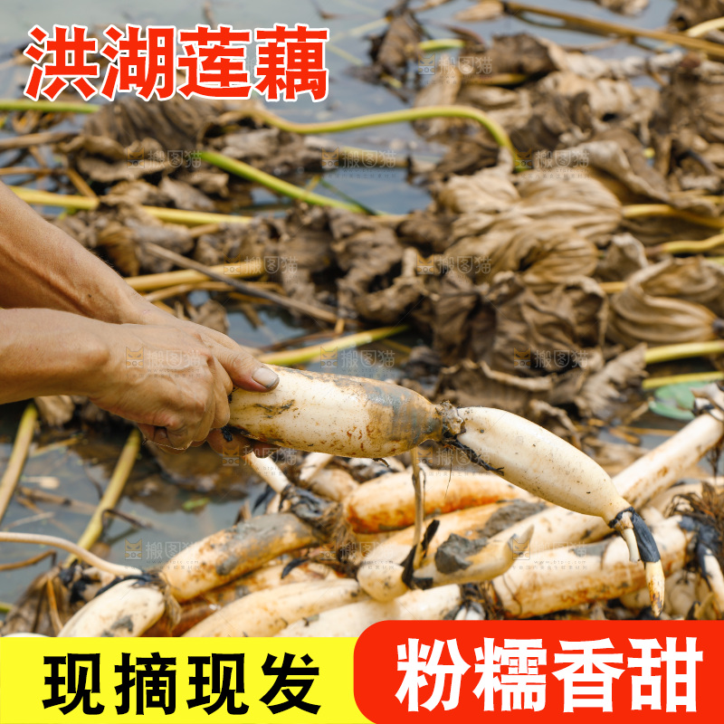 手里拿着莲藕