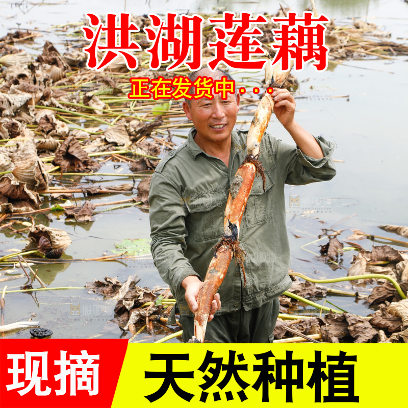 农民手里拿着莲藕