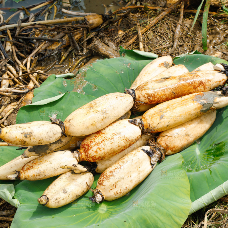 荷叶上放着莲藕