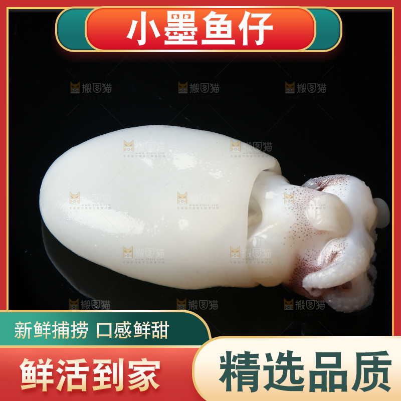 黑底上的墨鱼仔