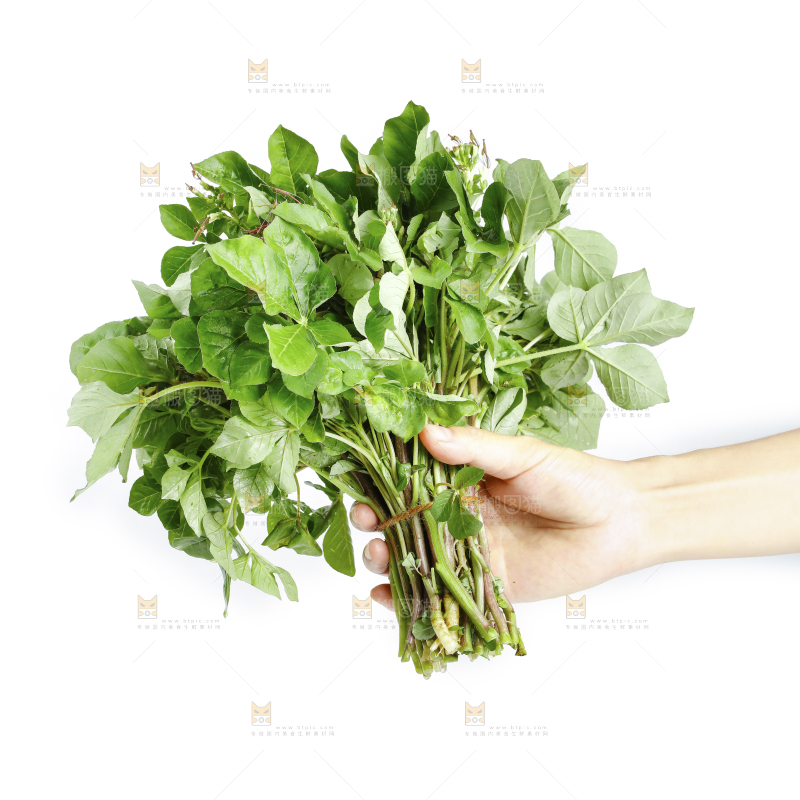手里拿着一把白花菜
