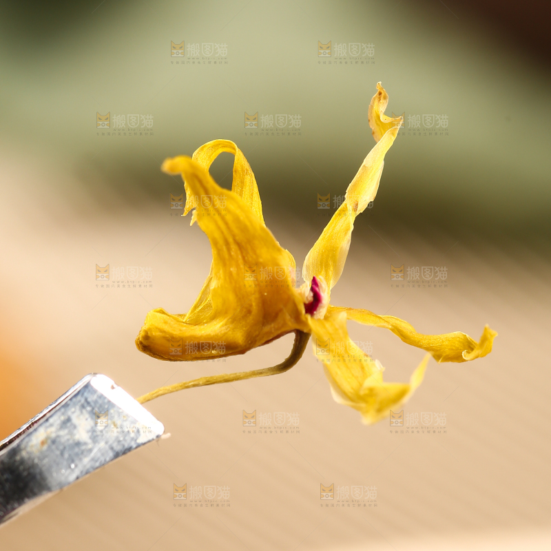 一朵干的石斛花
