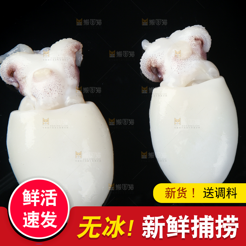 黑底上的墨鱼仔