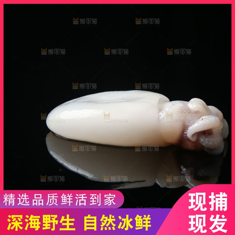 黑底上的墨鱼仔