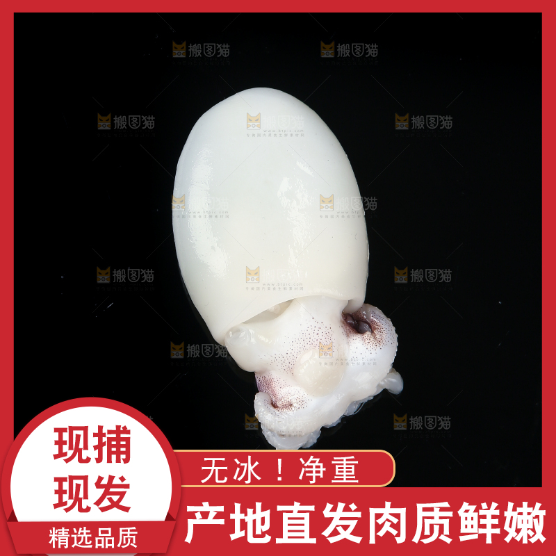 黑底上的墨鱼仔