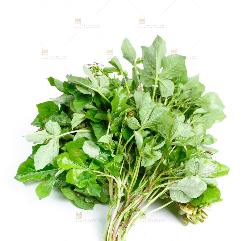 白底上放着湖北白花菜