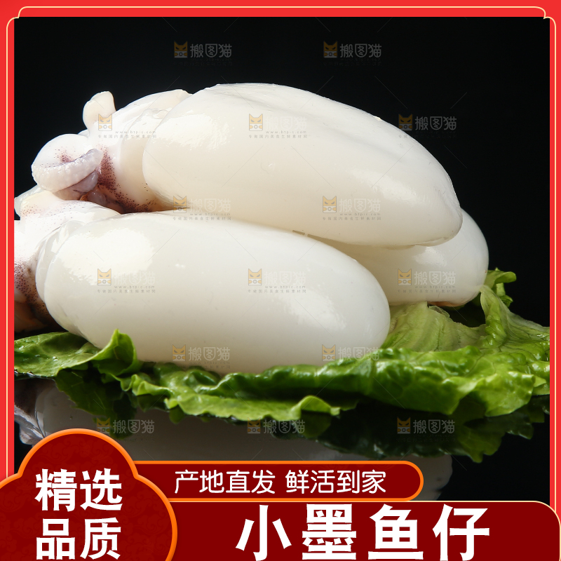 菜叶上的小墨鱼