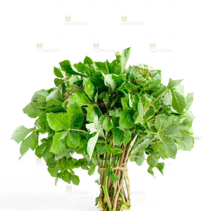 一把新鲜白花菜