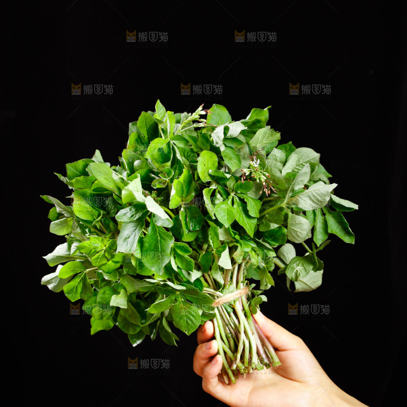 手里拿着一把白花菜