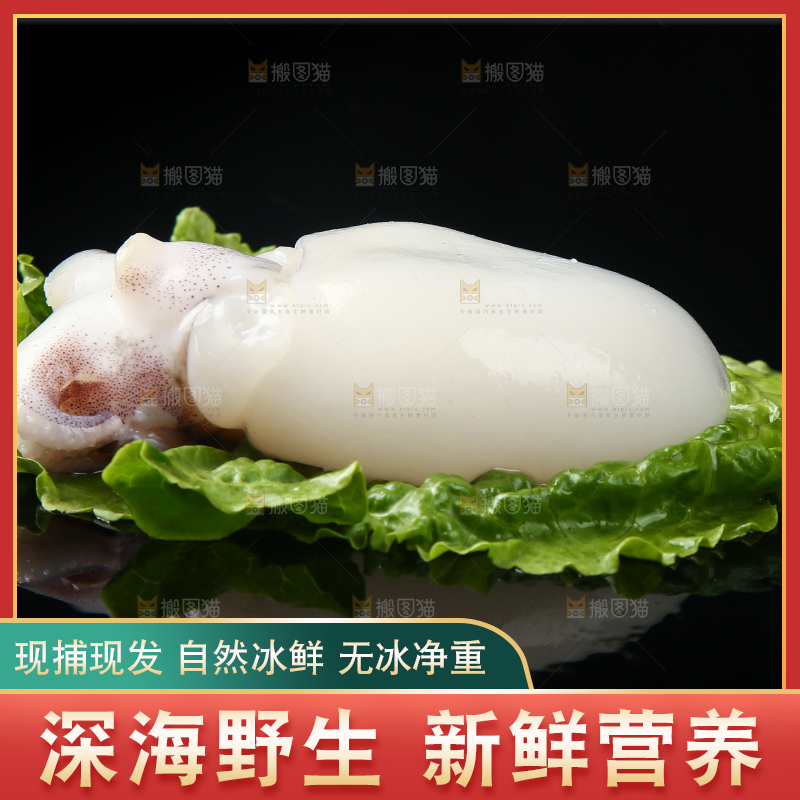 菜叶上的小墨鱼