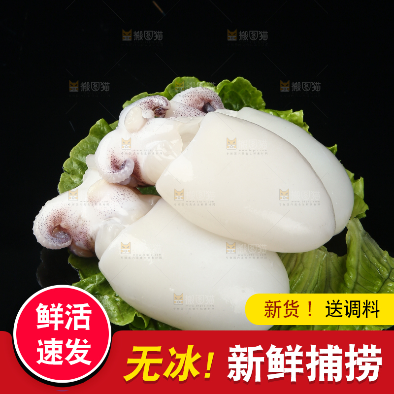 菜叶上的小墨鱼