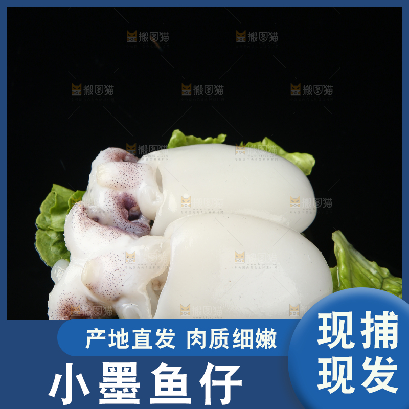 菜叶上的小墨鱼
