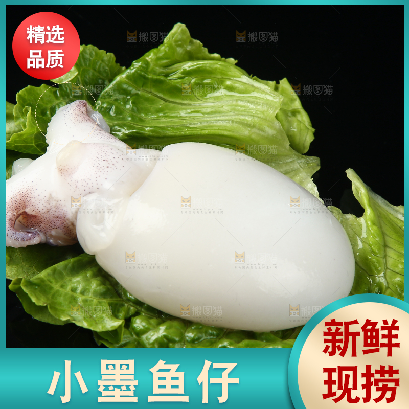 菜叶上的小墨鱼