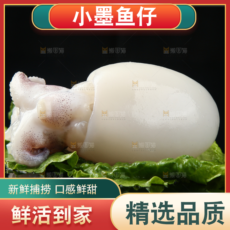 菜叶上的小墨鱼