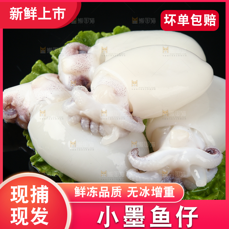 菜叶上的小墨鱼