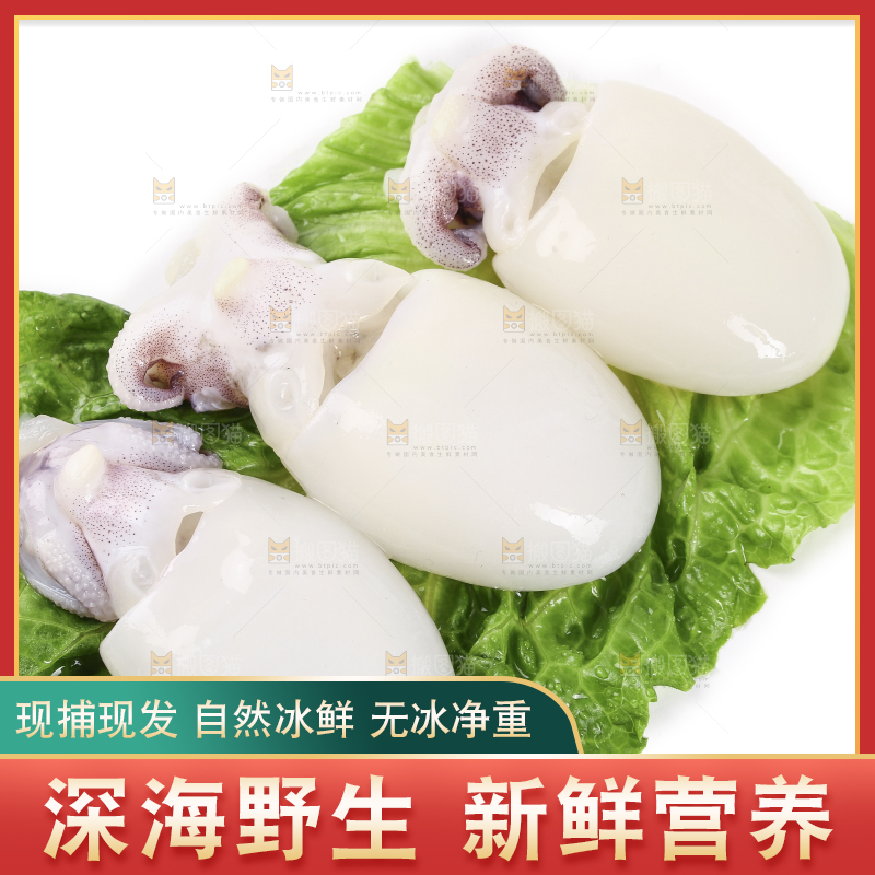 菜叶上的小墨鱼