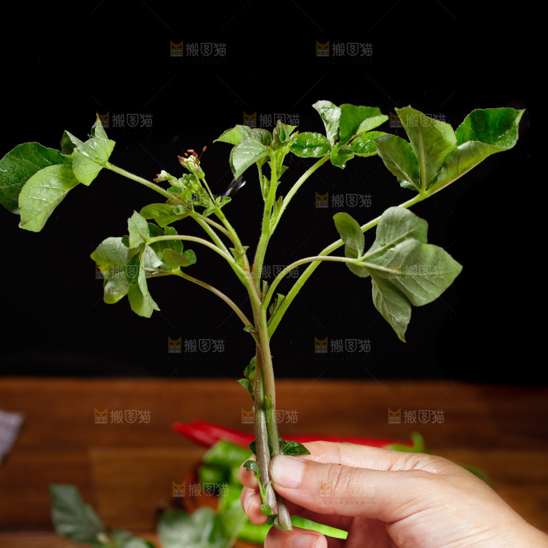 手里拿着羊角菜