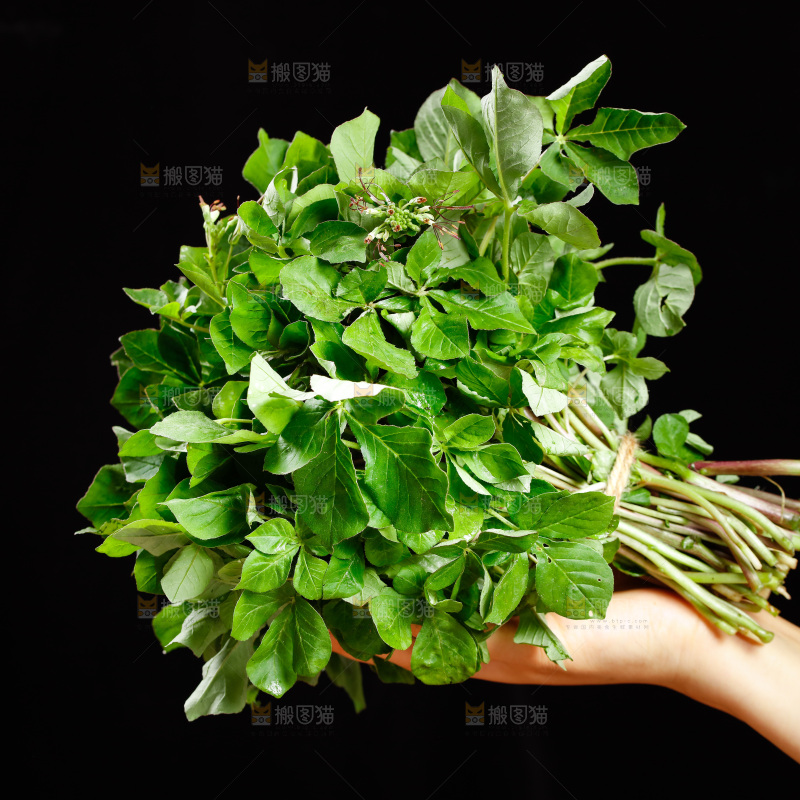 手里拿着一把白花菜