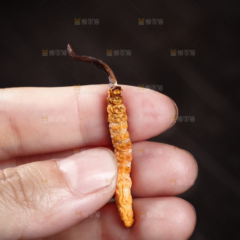 手里拿着一个冬虫草