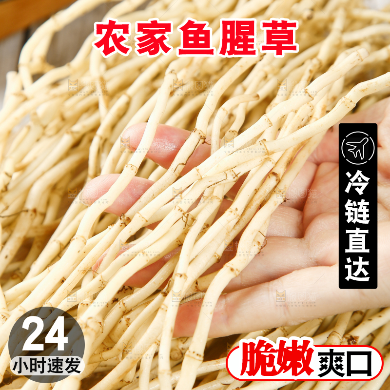 手里拿着四川鱼腥草