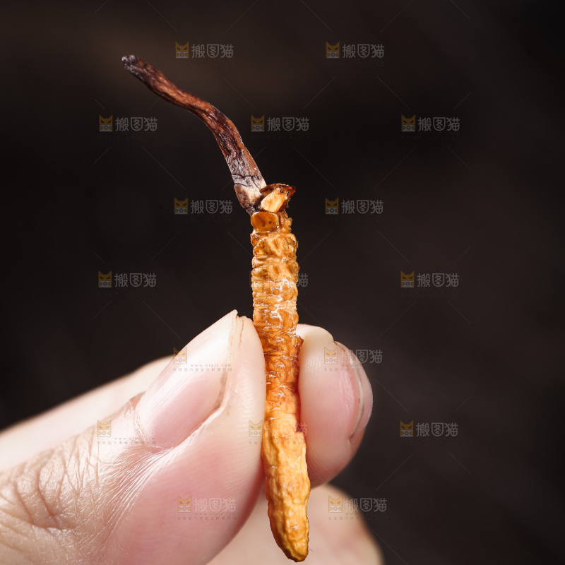 手里拿着一个冬虫草